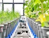 温室传送型高通量植物表型平台