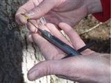 Trephor作物无损检测微型树木生长锥