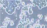 小鼠胚胎成纤维细胞3T6-Swiss albino